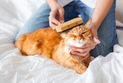 Grooming of a cat — Full Service Grooming Services in Richmond, VA Grooming of a cat — Full Service Grooming Services in Richmond, VA