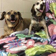 Dogs on blanket — American Board of Veterinary Practitioners in Richmond, VA