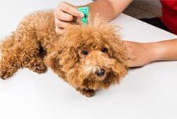 Parasite control of pet — Full Service Grooming Services in Richmond, VA Parasite control of pet — Full Service Grooming Services in Richmond, VA