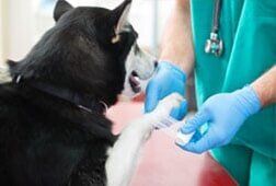 Injury treatment of a dog — Full Service Grooming Services in Richmond, VA Injury treatment of a dog — Full Service Grooming Services in Richmond, VA
