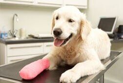 Happy dog after surgery — Full Service Grooming Services in Richmond, VA Happy dog after surgery — Full Service Grooming Services in Richmond, VA