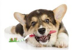 Dog biting a toothbrush — Full Service Grooming Services in Richmond, VA Dog biting a toothbrush — Full Service Grooming Services in Richmond, VA