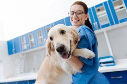 Canine behavioral counseling — Full Service Grooming Services in Richmond, VA Canine behavioral counseling — Full Service Grooming Services in Richmond, VA