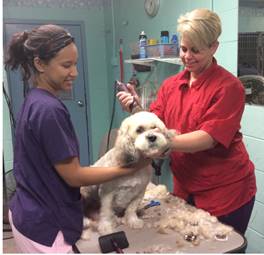 Dog Grooming — Trupanion in Richmond, VA Dog Grooming — Trupanion in Richmond, VA