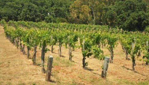 produzione di vino proprio