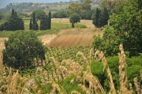 vigneti locali
