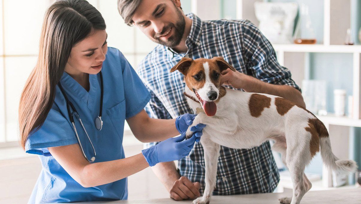 Animal Hospital Stratford, CT