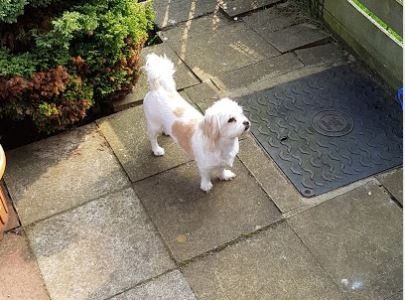 tiny shih tzu