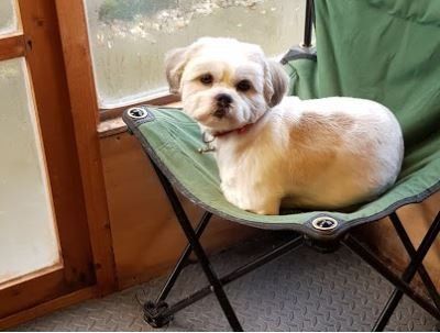 shih tzu