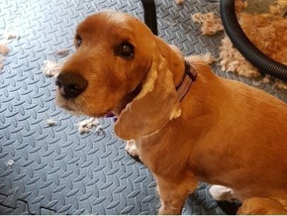 Cute labrador