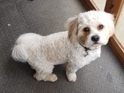 white shih tzu