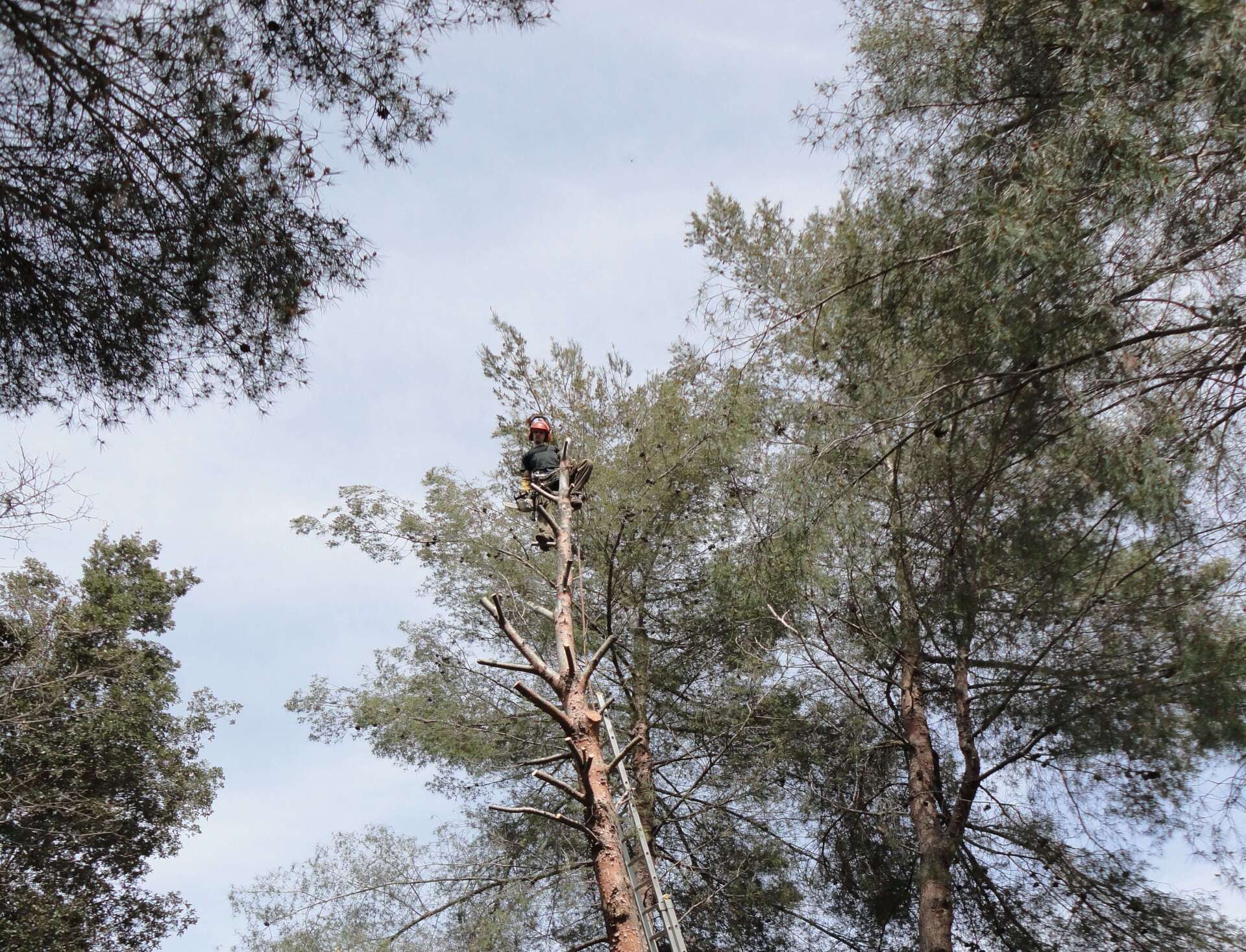 Élagae d'arbre