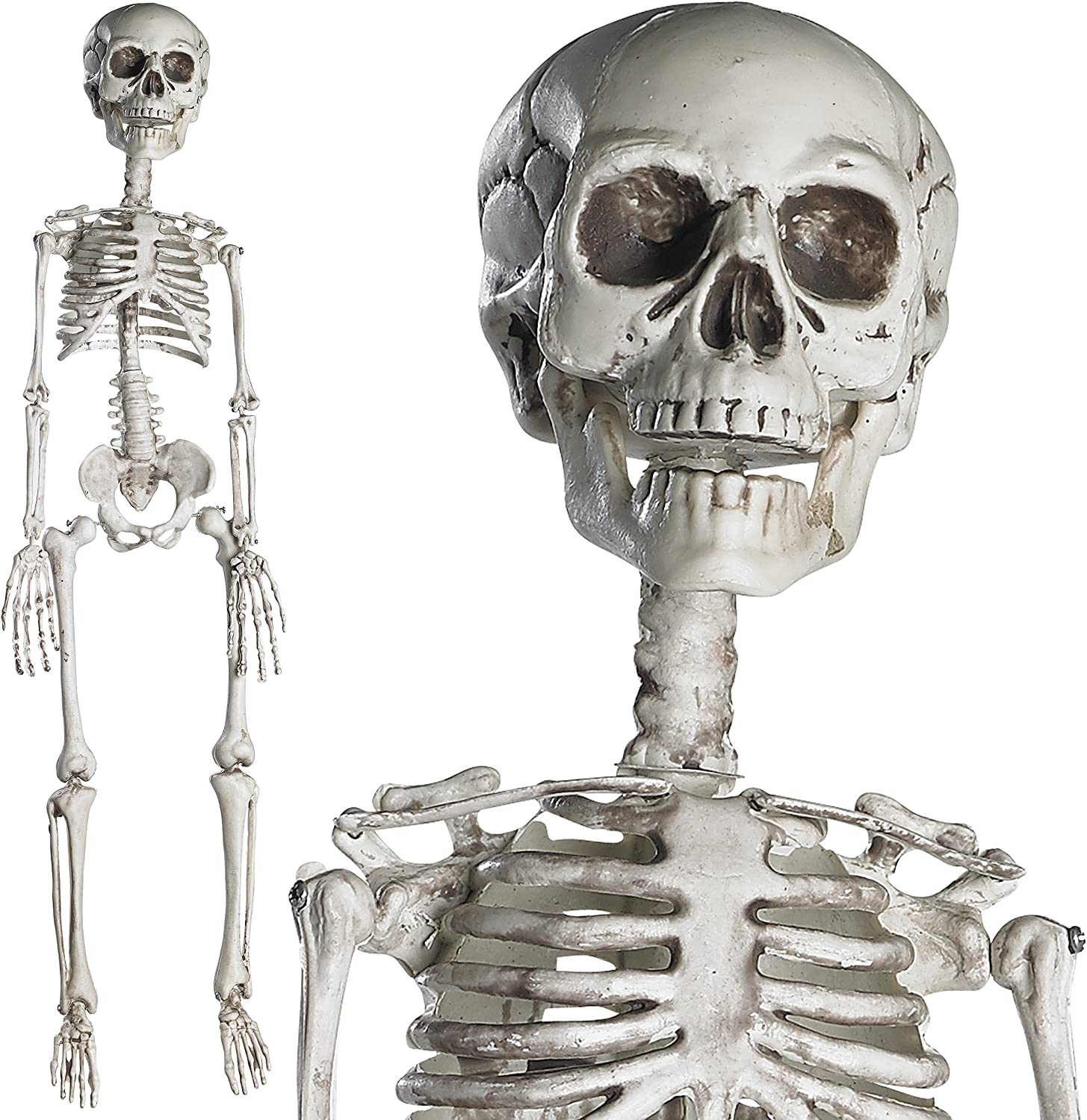 A close up of a skeleton with a skull on a white background.