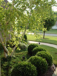 care service landscaper