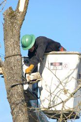 wood tree saw