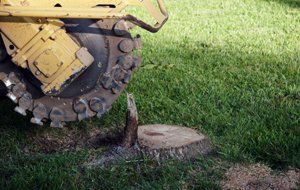 stump trunk remove