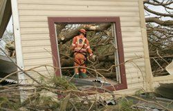 tree maintenance care