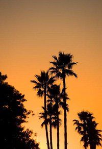 Why Western Tree Service Why Western Tree Service