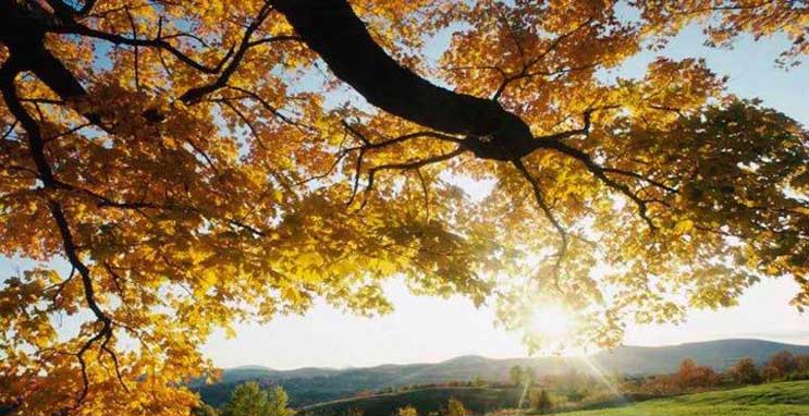 Western Tree Service