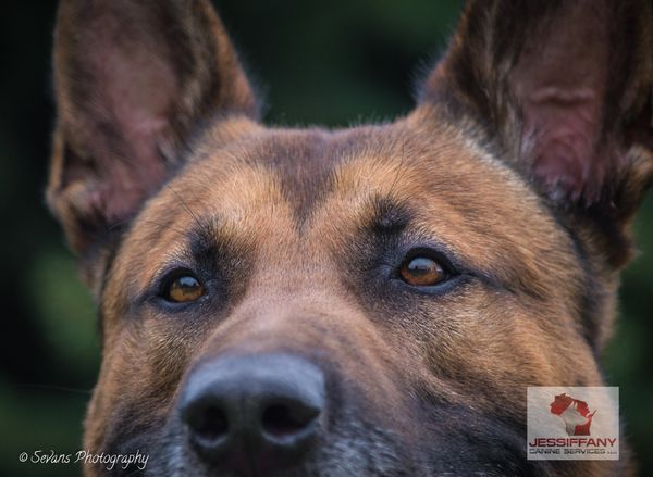 german shepard dog