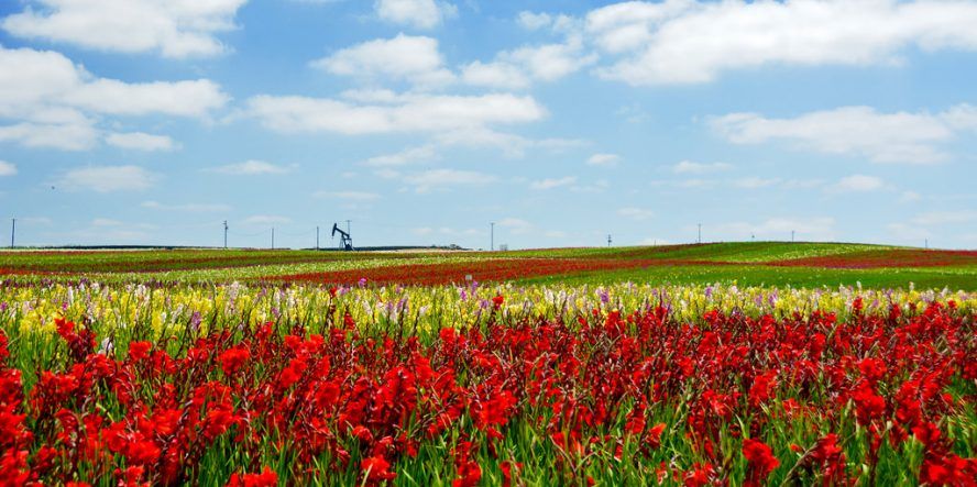 Flower Field