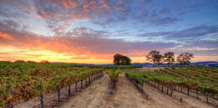 Vineyard Sunsets