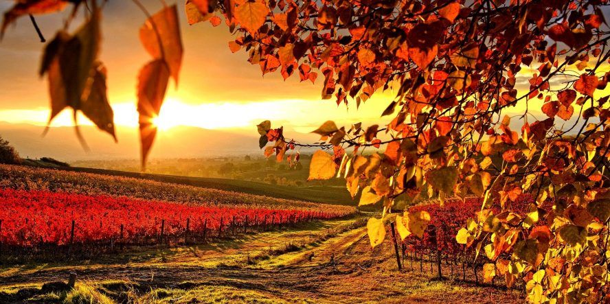 Fall Vineyard Field