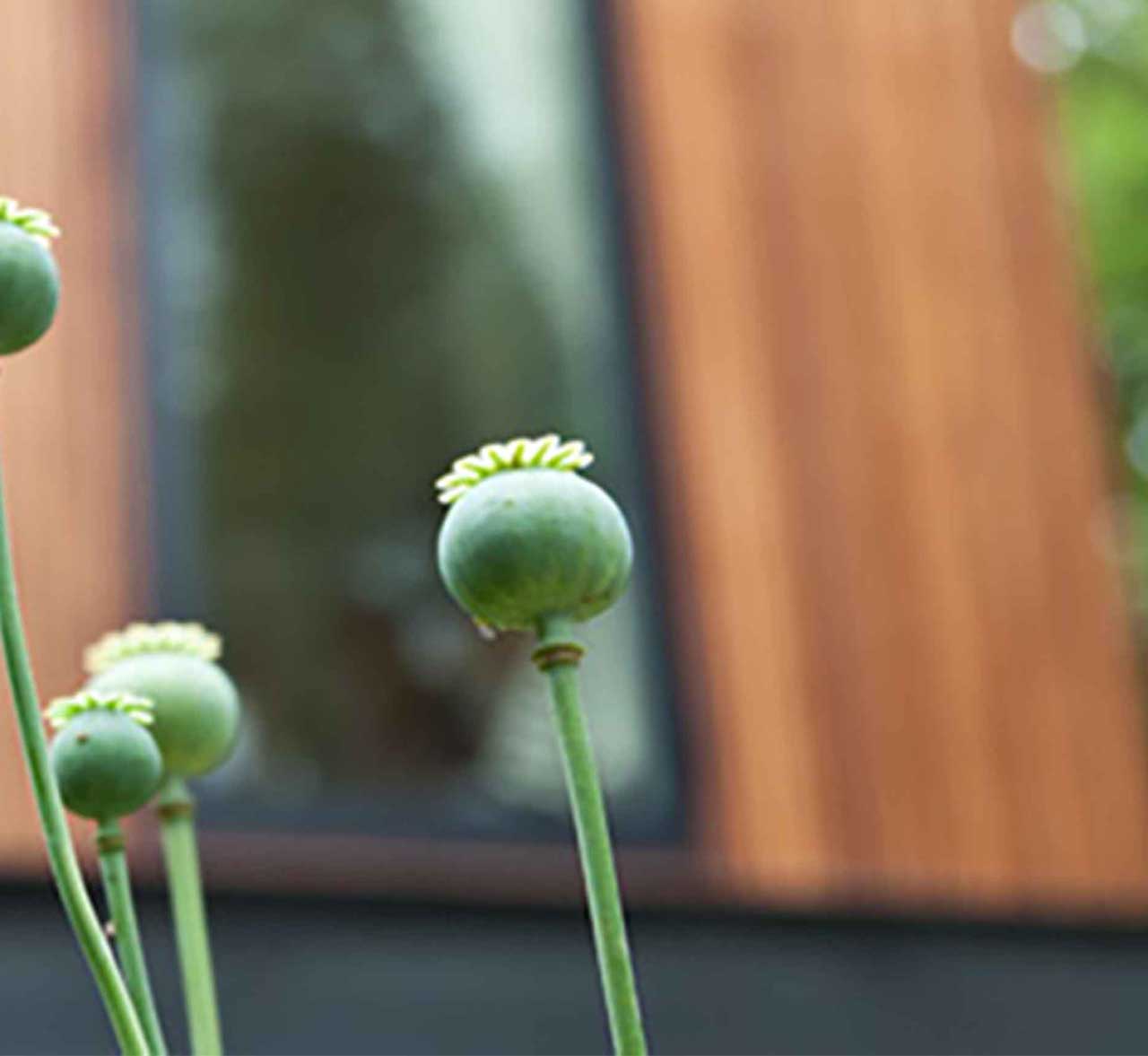 Close up of a green flower with a modern building behind called 'Wheatley's Eyot' by Dublin Design Studio