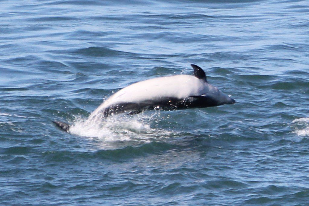 image of the dolphins
