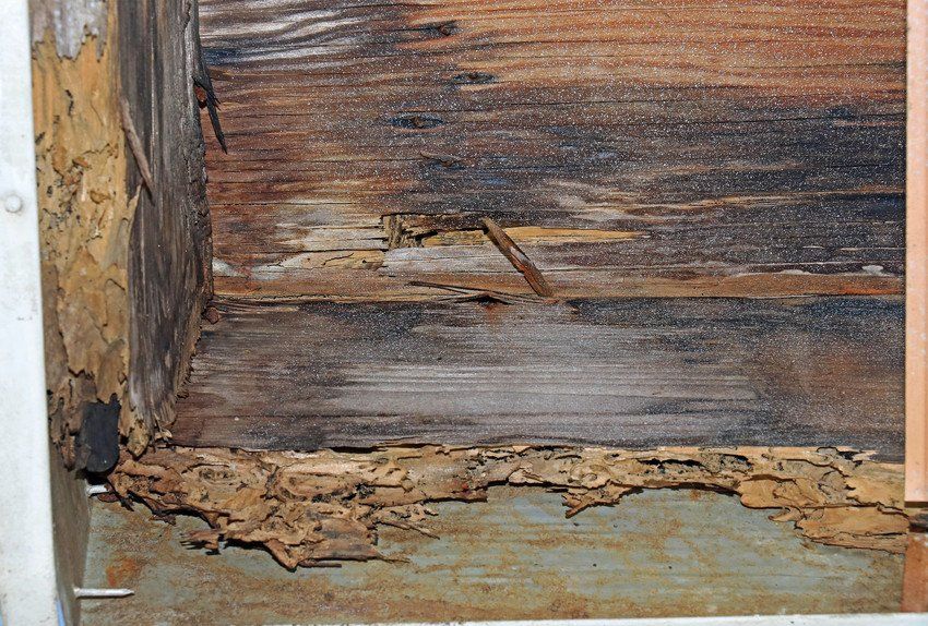 Damp and timber surveys