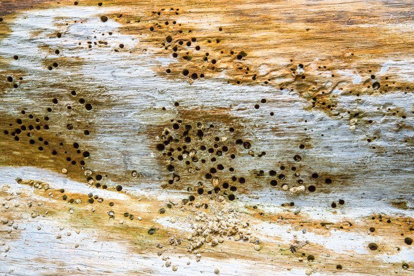 Timber defects