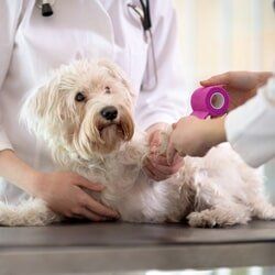Maltese Dog with Broken Paw in Vet — Veterinarian in Port Washington, WI