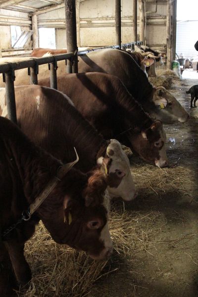 mucca in allevamento