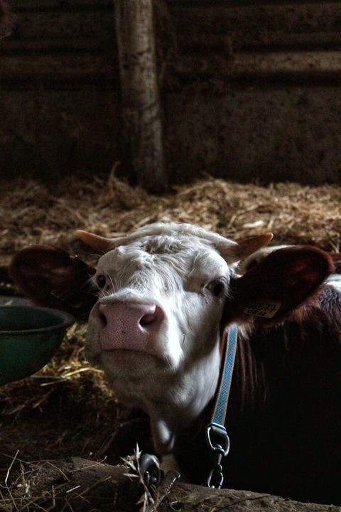 mucca