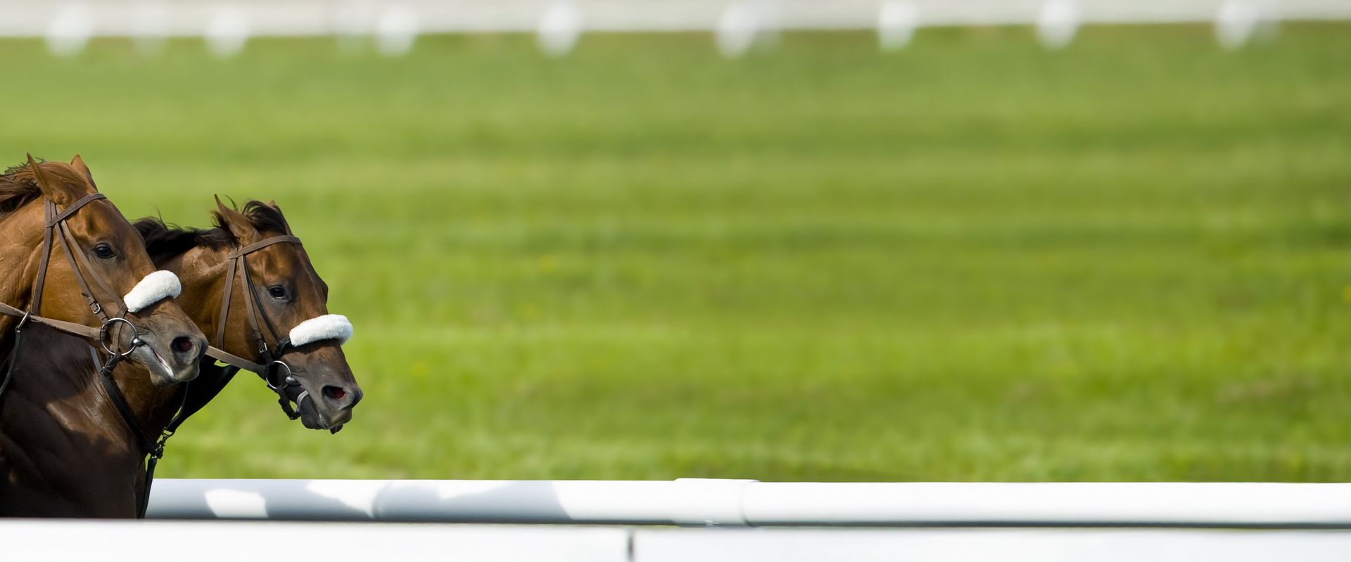 horse racing tips