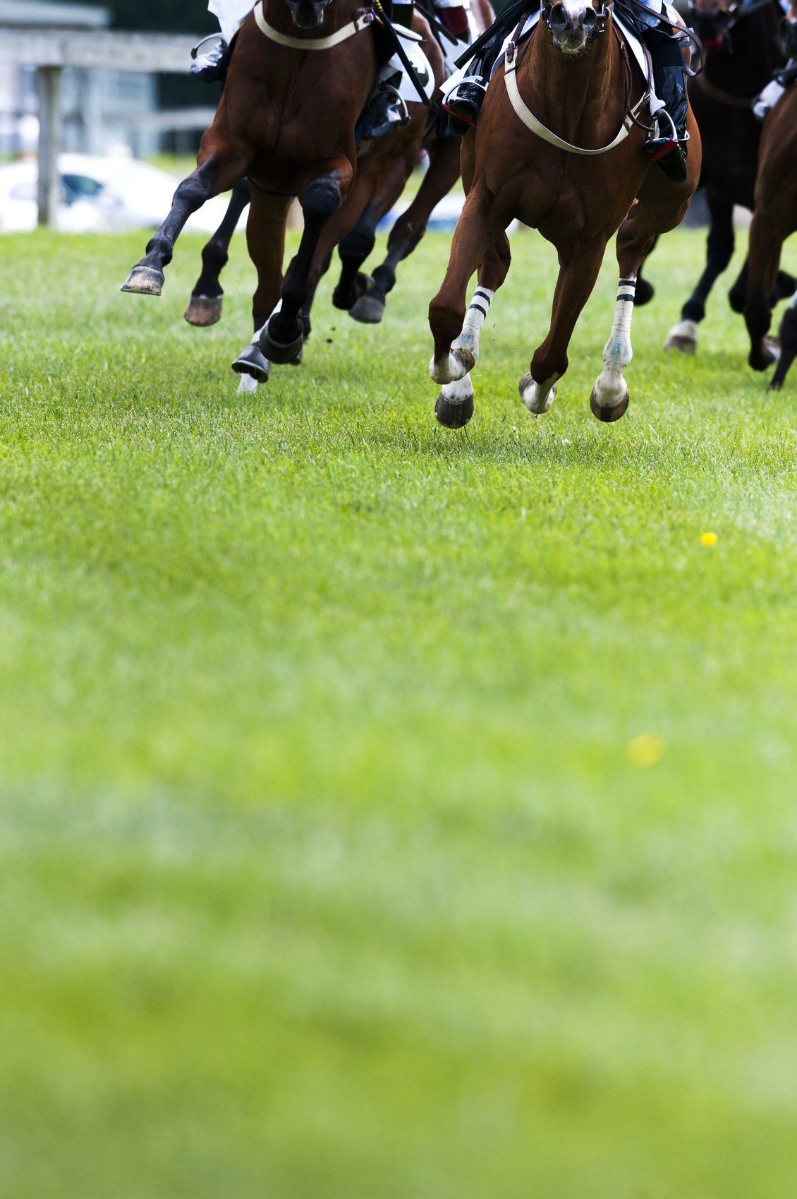 horse racing results