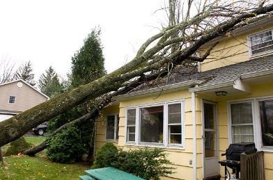 Trees Fallen On House Roof — Columbia, SC — Affordable Carolina Tree Service