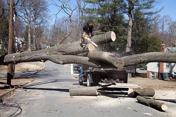 Tree Removal Service — Columbia, SC — Affordable Carolina Tree Service