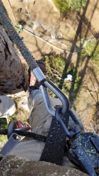 Lumberjack With Saw And Harness Climbing A Tree — Columbia, SC — Affordable Carolina Tree Service