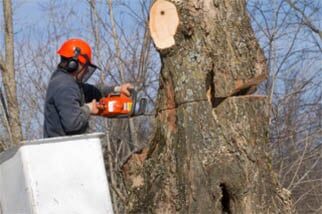 Tree trimmer at work — Licensed Experts in Aurora, IL Tree trimmer at work — Licensed Experts in Aurora, IL