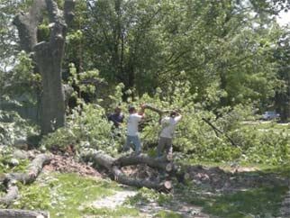 Tree care and removal — Affordable Tree Service in Aurora, IL Tree care and removal — Affordable Tree Service in Aurora, IL