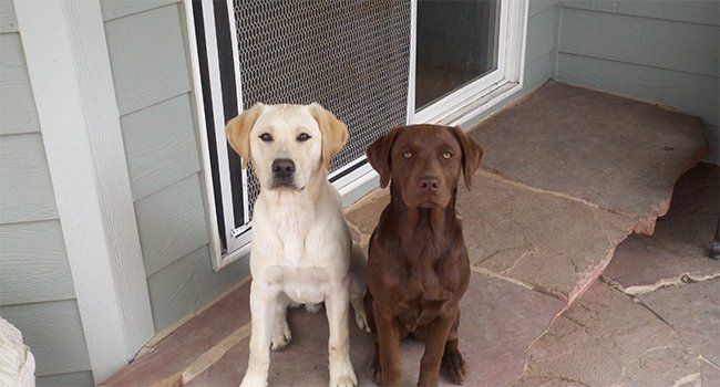 two office dogs