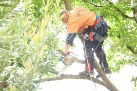Trees Trimmed and Shaped, Tree Removal, Bears Tree Removals, Stump Removal, Trees Removed