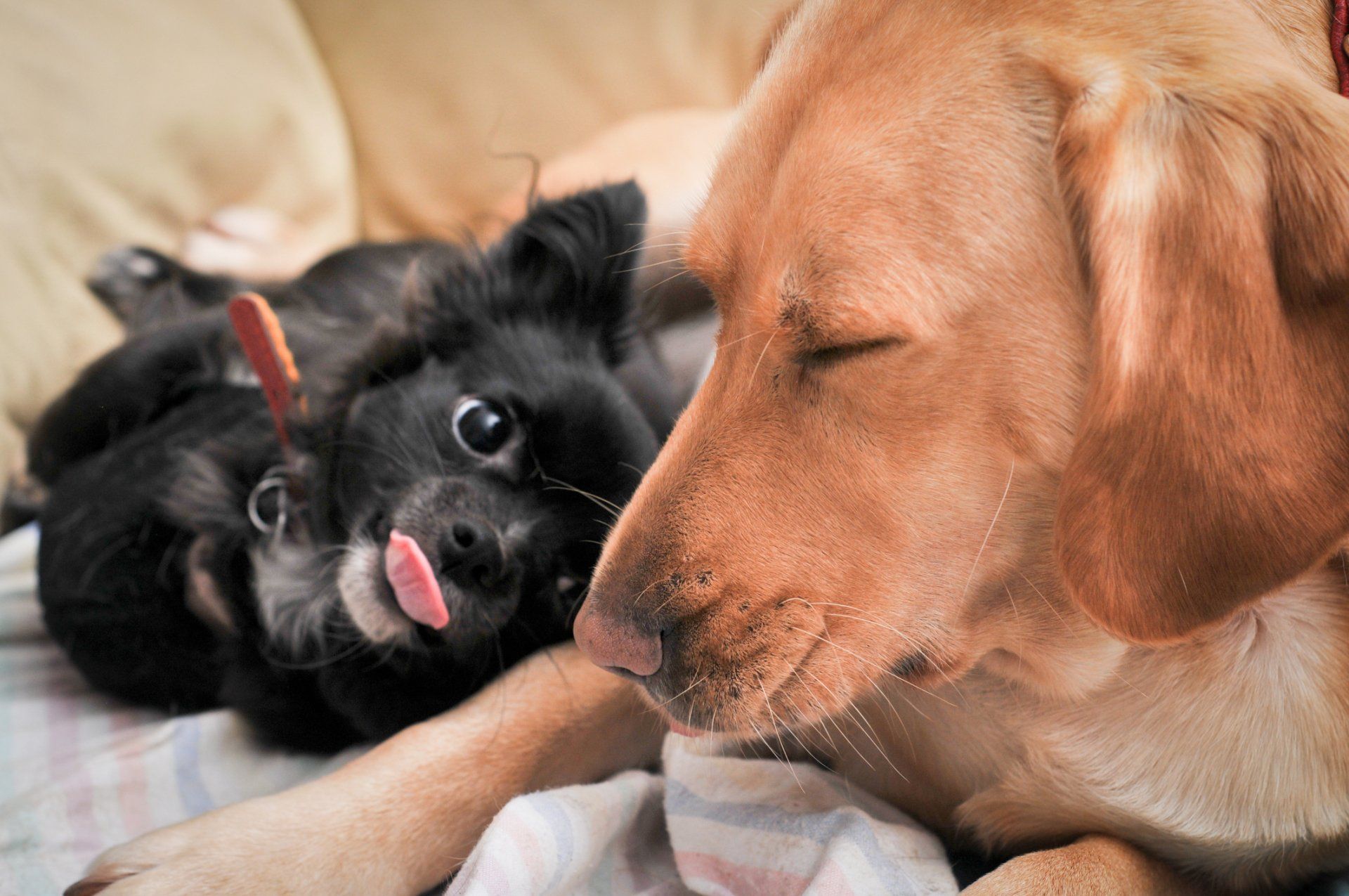 Pet Spa — Two adorable dogs resting in Mount Holly, NJ Pet Spa — Two adorable dogs resting in Mount Holly, NJ