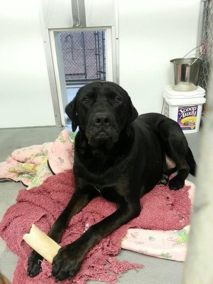 Dog Boarding — Cute black dog lying on a towel in Mount Holly, NJ Dog Boarding — Cute black dog lying on a towel in Mount Holly, NJ