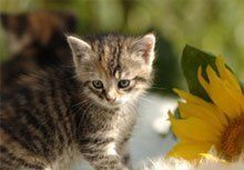 Kitten