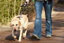 Dog walk