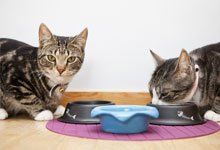 Cats eating