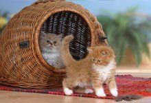 Kittens playing