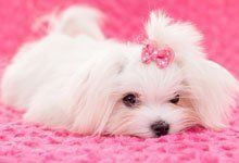 white dog
